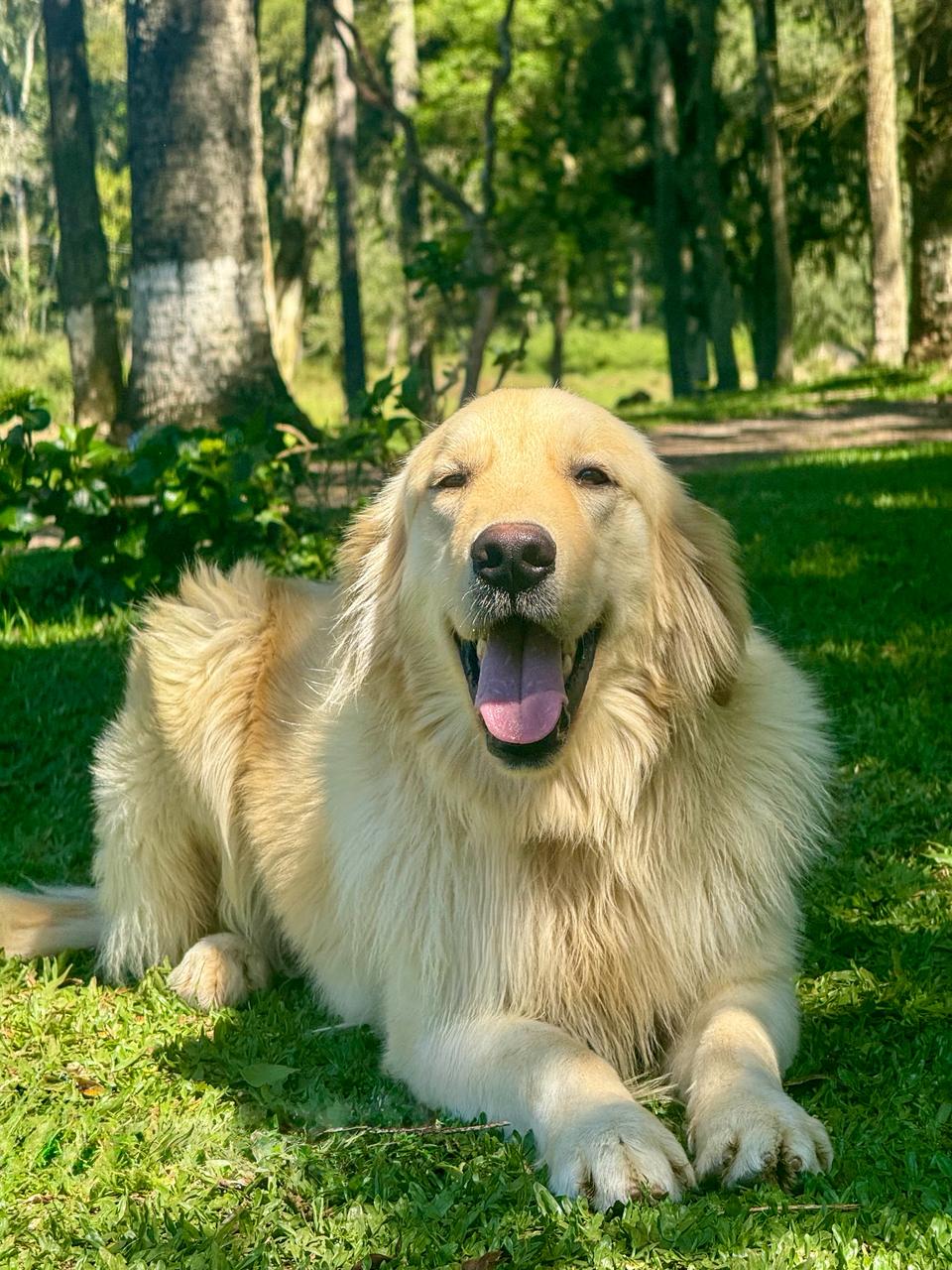 Golden Retriever - Canil Borda do Campo